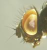Fannia atripes